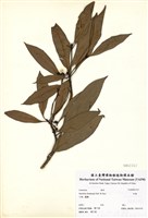 藏品(紅楠(豬腳楠))的圖片